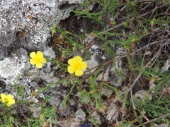 Fumana ericifolia