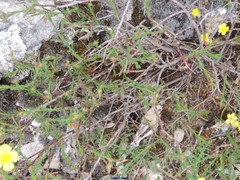 Fumana ericifolia