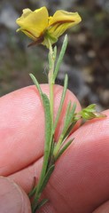 Fumana ericifolia