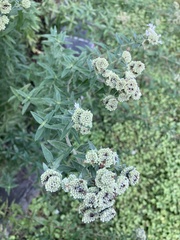 Pycnanthemum verticillatum