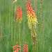 Kniphofia ensifolia - Photo (c) Jan-Hendrik Keet, algunos derechos reservados (CC BY-NC), subido por Jan-Hendrik Keet