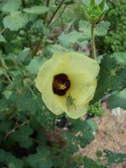 Hibiscus engleri