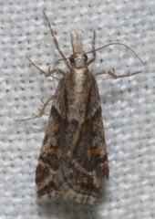Scoparia ithyntis