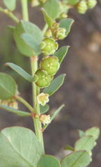 Phyllanthus parvulus parvulus