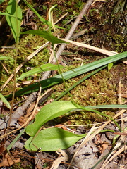 Ophioglossum pusillum