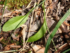 Ophioglossum pusillum