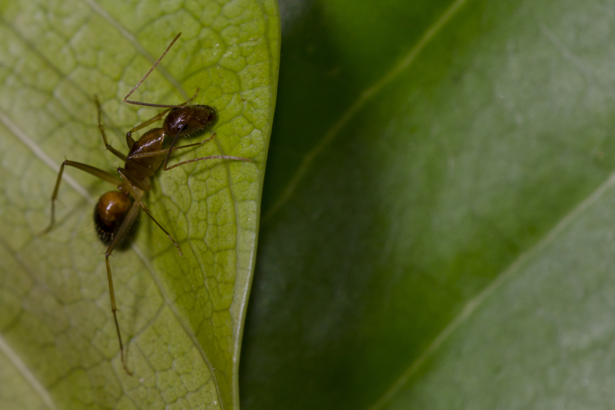 Camponotus monju
