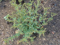 Phyllanthus parvulus parvulus