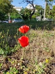 Papaver
