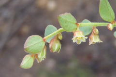 Phyllanthus parvulus parvulus