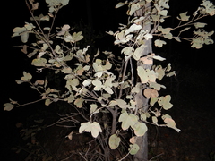 Brachychiton garrawayae