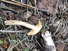 Tubaria romagnesiana