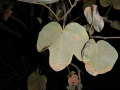 Brachychiton garrawayae
