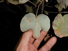 Brachychiton garrawayae