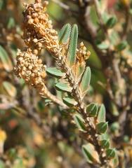 Psammotropha