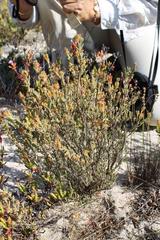 Psammotropha