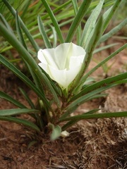 Ipomoea simplex