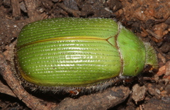 Xylonichus piliger