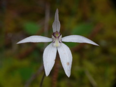 Caladenia saccharata