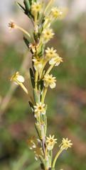 Struthiola eckloniana