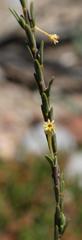 Struthiola eckloniana