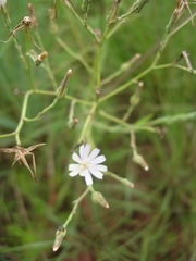 Lactuca inermis