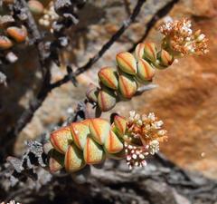 Crassula rupestris rupestris