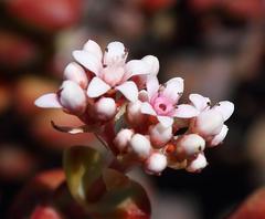 Crassula rupestris rupestris