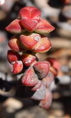 Crassula rupestris rupestris