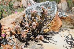 Crassula rupestris rupestris