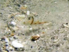 Menticirrhus
