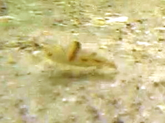 Menticirrhus