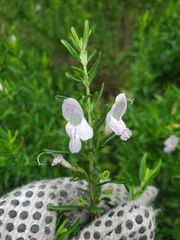 Conradina