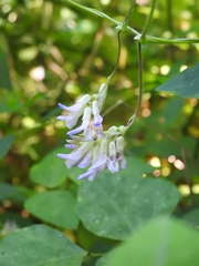 Amphicarpaea bracteata