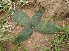 Ledebouria ovatifolia ovatifolia