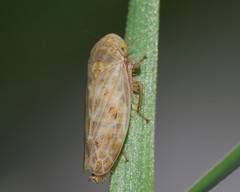 Euscelis incisus