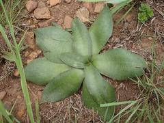 Ledebouria ovatifolia ovatifolia