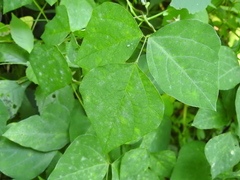 Amphicarpaea bracteata