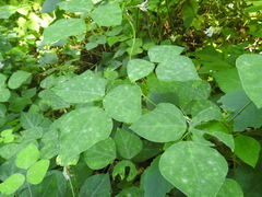 Amphicarpaea bracteata