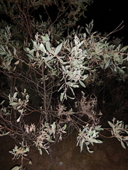 Acacia holosericea