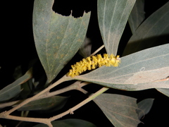 Acacia holosericea