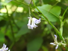 Amphicarpaea bracteata