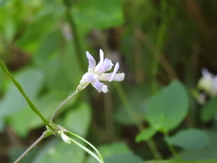 Amphicarpaea bracteata