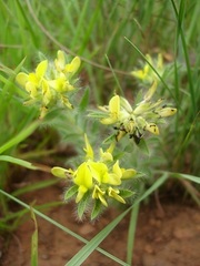 Leobordea foliosa