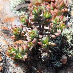 Crassula biplanata
