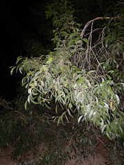 Acacia midgleyi