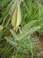 Pachycarpus schinzianus