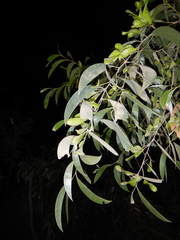 Acacia midgleyi