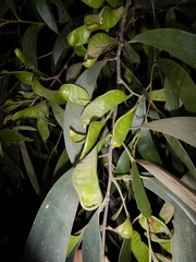 Acacia midgleyi