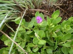 Polygala amatymbica
